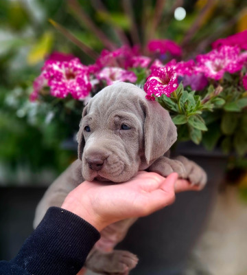 CHIOT 6