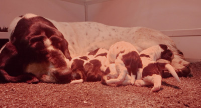 CHIOT 4