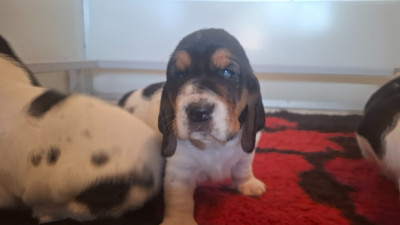 CHIOT 1