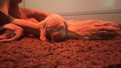 CHIOT 1