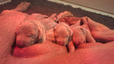 CHIOT 2