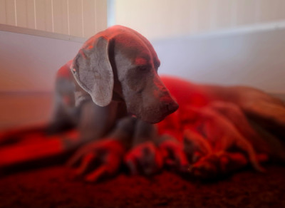 CHIOT 3