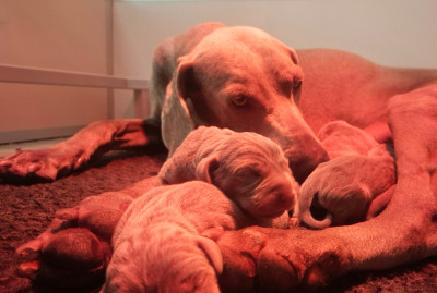 CHIOT 4