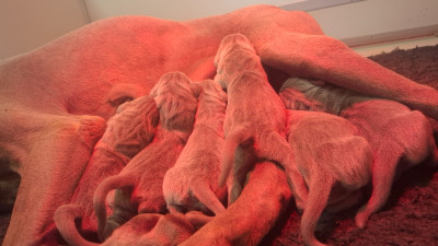 CHIOT 5