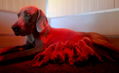 CHIOT 6