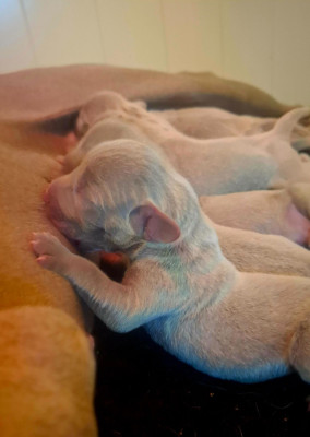 CHIOT 1
