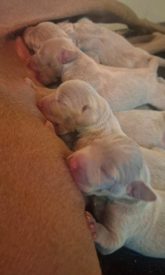 CHIOT 3
