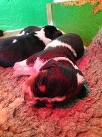 CHIOT