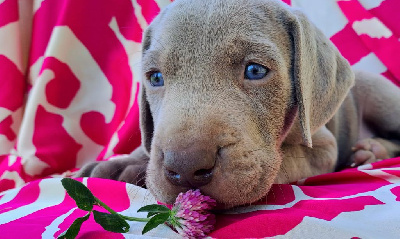 CHIOT