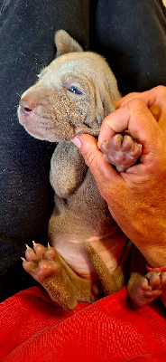 CHIOT