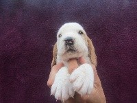 CHIOT