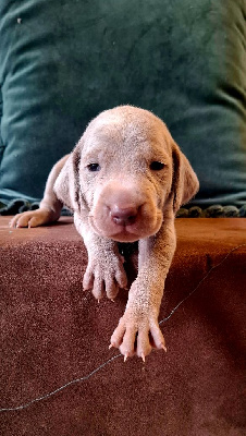 CHIOT