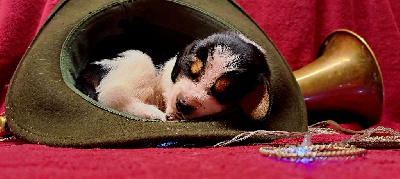 CHIOT