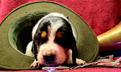 CHIOT