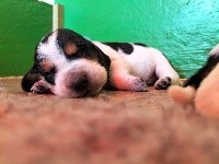 CHIOT