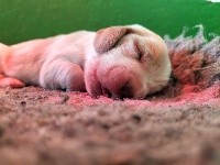 CHIOT