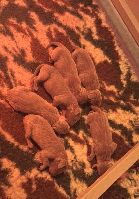 CHIOT