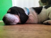 CHIOT