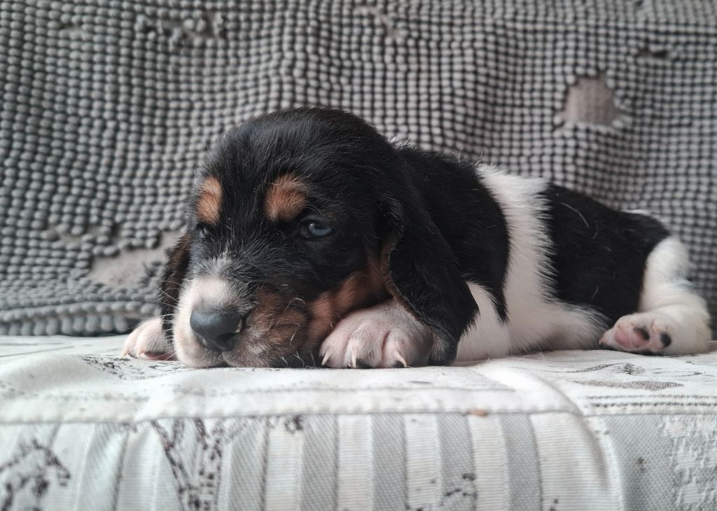 Du Cercle De Léma - Chiots disponibles - Basset Hound