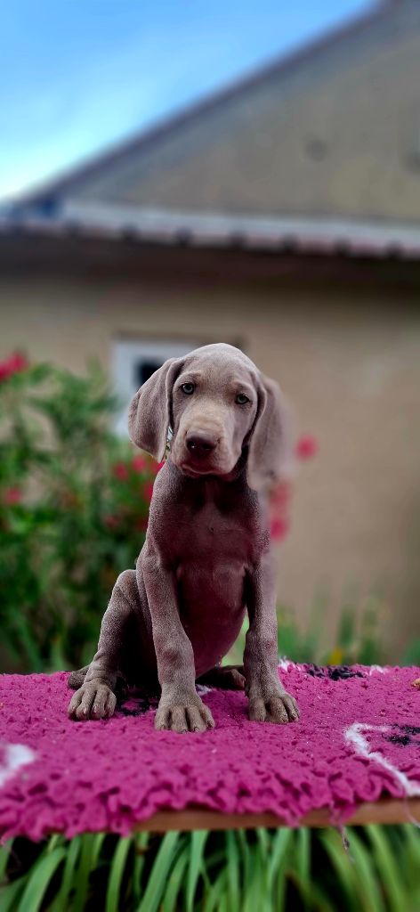 Du Cercle De Léma - Chiots disponibles - Braque de Weimar