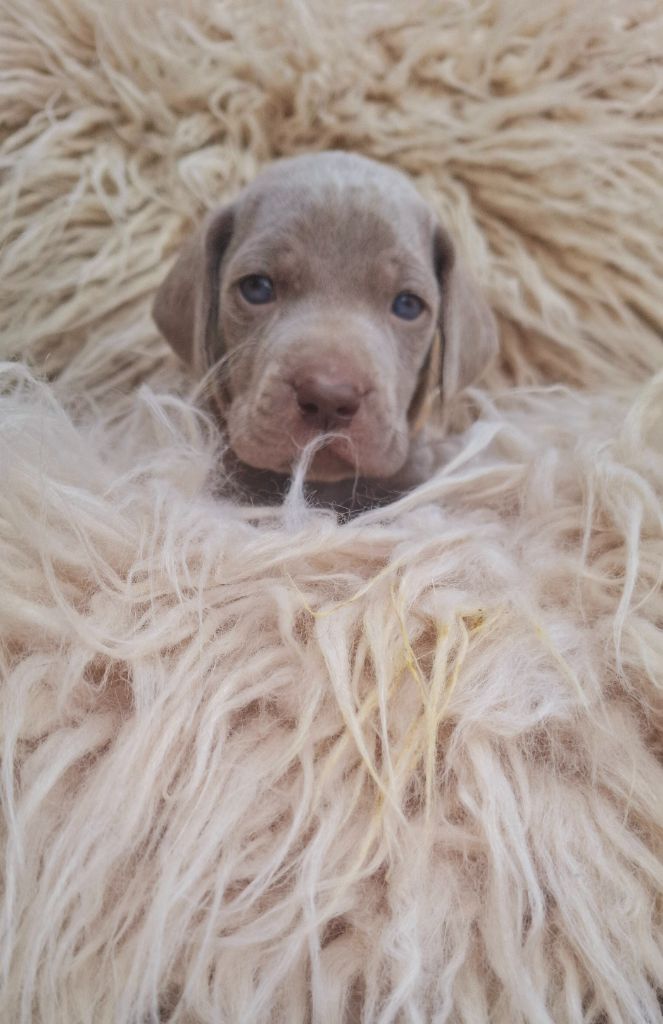 Du Cercle De Léma - Chiots disponibles - Braque de Weimar