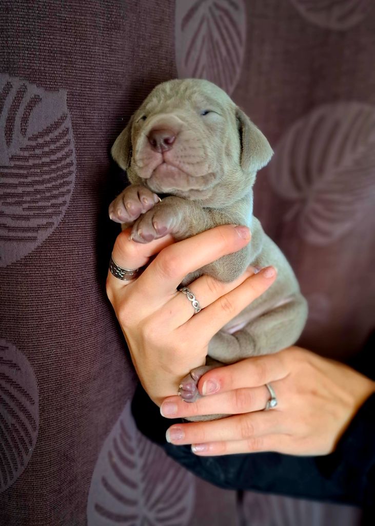 Du Cercle De Léma - Chiots disponibles - Braque de Weimar