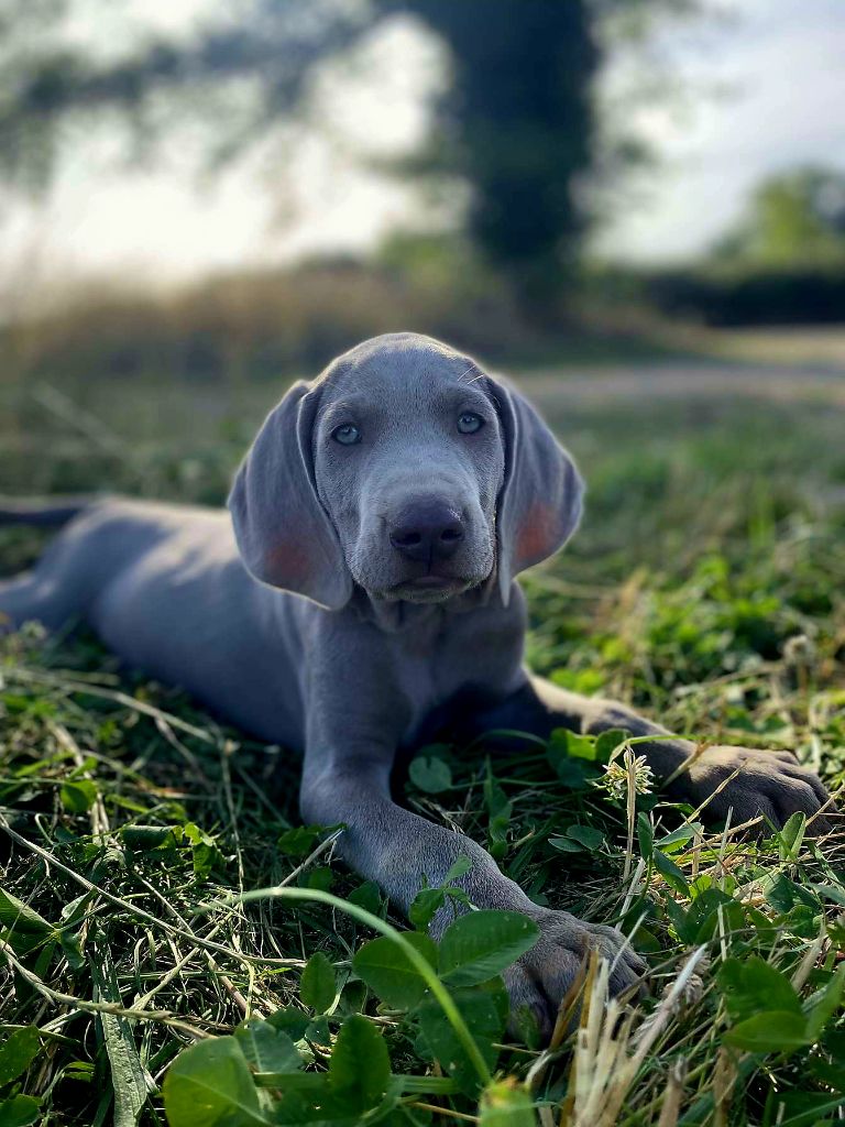 Du Cercle De Léma - Chiots disponibles - Braque de Weimar