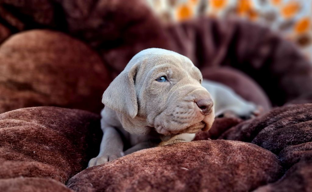 Du Cercle De Léma - Chiots disponibles - Braque de Weimar