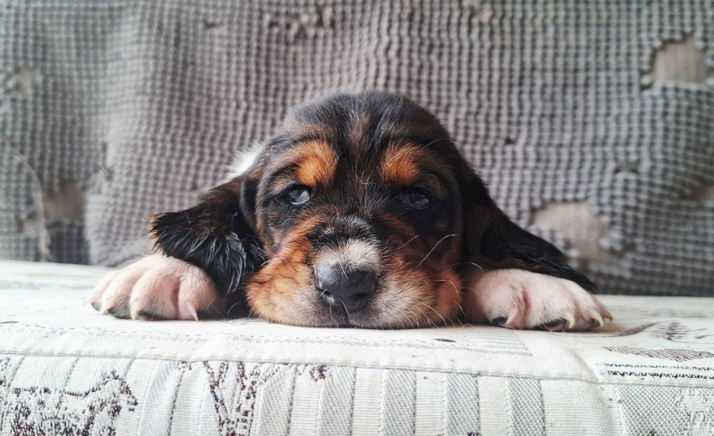 Du Cercle De Léma - Chiots disponibles - Basset Hound