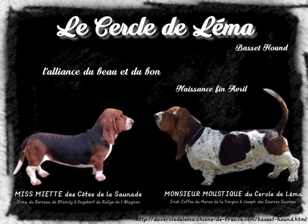 Du Cercle De Léma - Basset Hound - Portée née le 26/04/2018