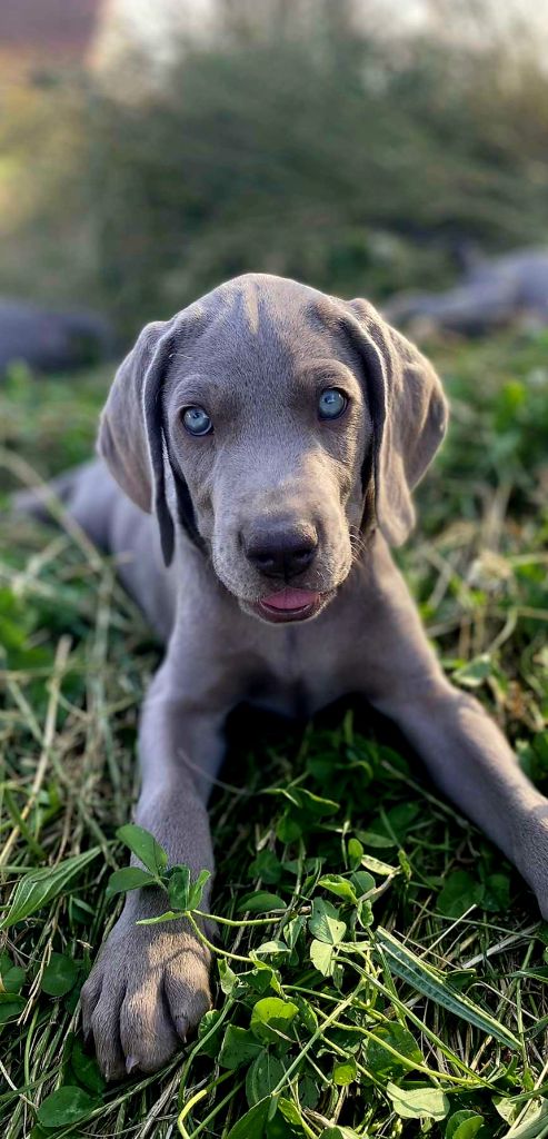 Du Cercle De Léma - Chiots disponibles - Braque de Weimar