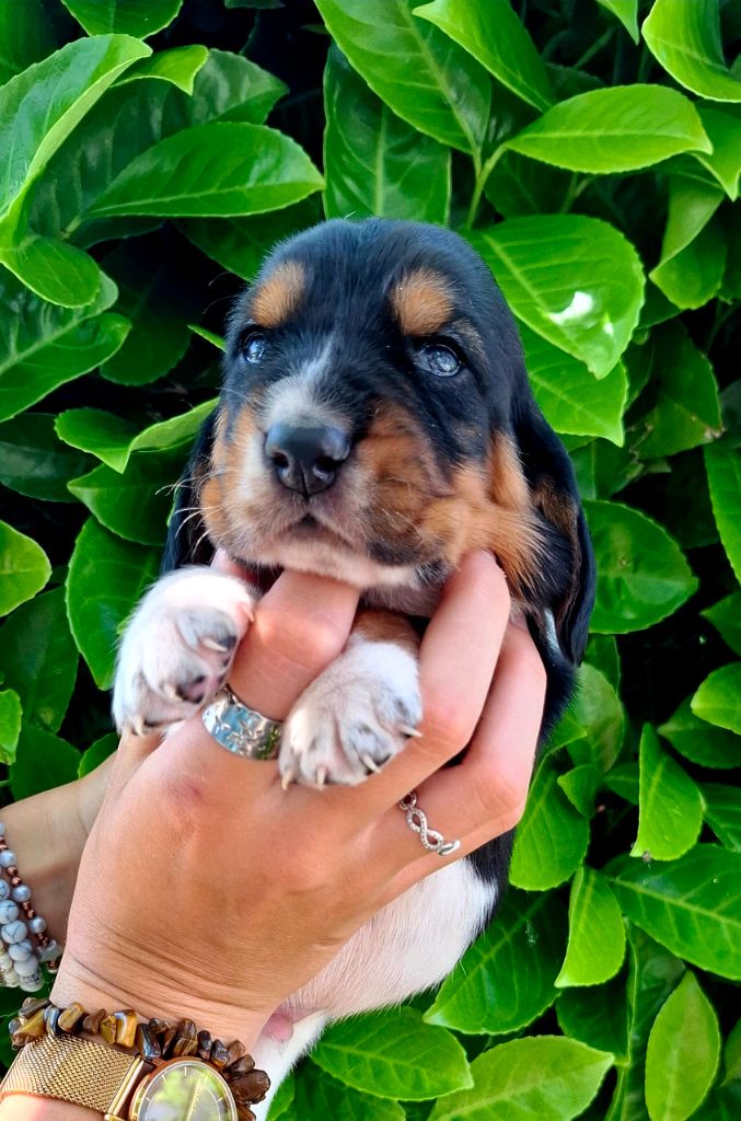 Du Cercle De Léma - Chiots disponibles - Basset Hound