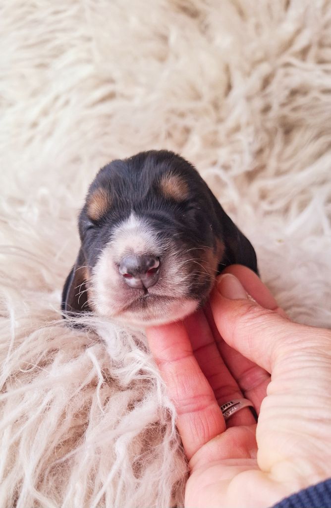 Du Cercle De Léma - Chiots disponibles - Basset Hound