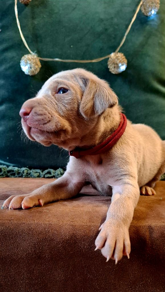 Du Cercle De Léma - Chiots disponibles - Braque de Weimar