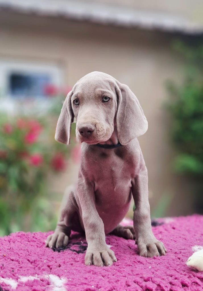 Du Cercle De Léma - Chiots disponibles - Braque de Weimar
