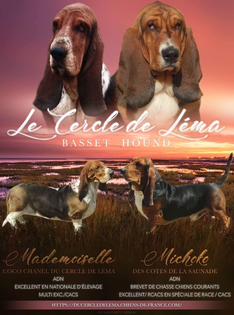 Du Cercle De Léma - Basset Hound - Portée née le 15/09/2018