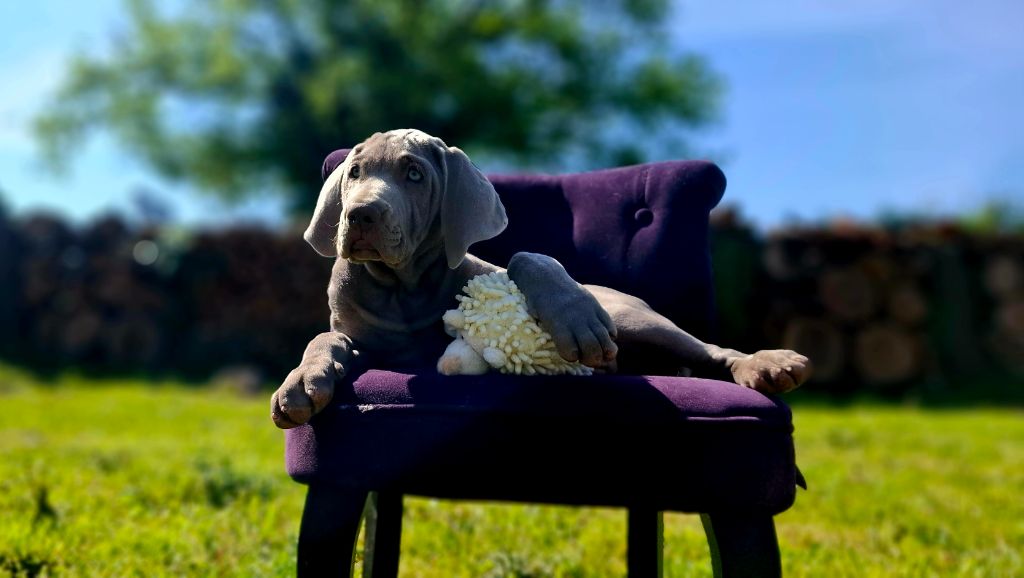 Du Cercle De Léma - Chiots disponibles - Braque de Weimar