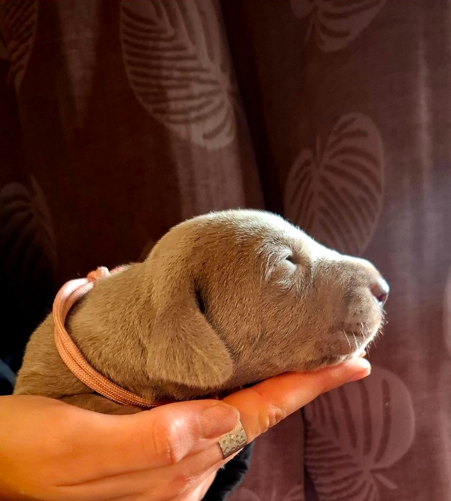 Du Cercle De Léma - Chiots disponibles - Braque de Weimar