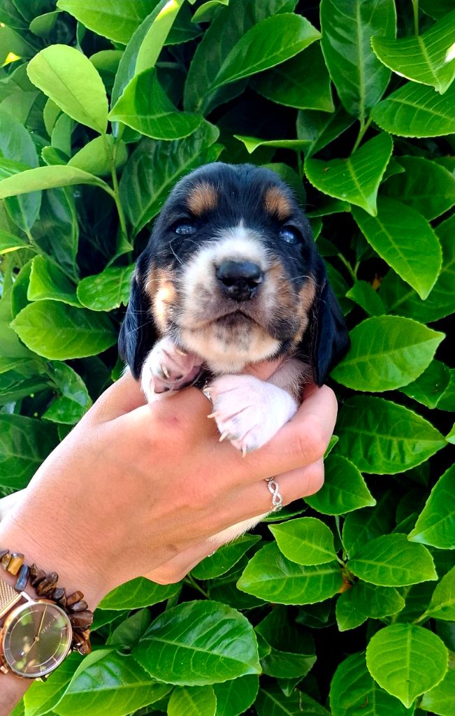Du Cercle De Léma - Chiots disponibles - Basset Hound