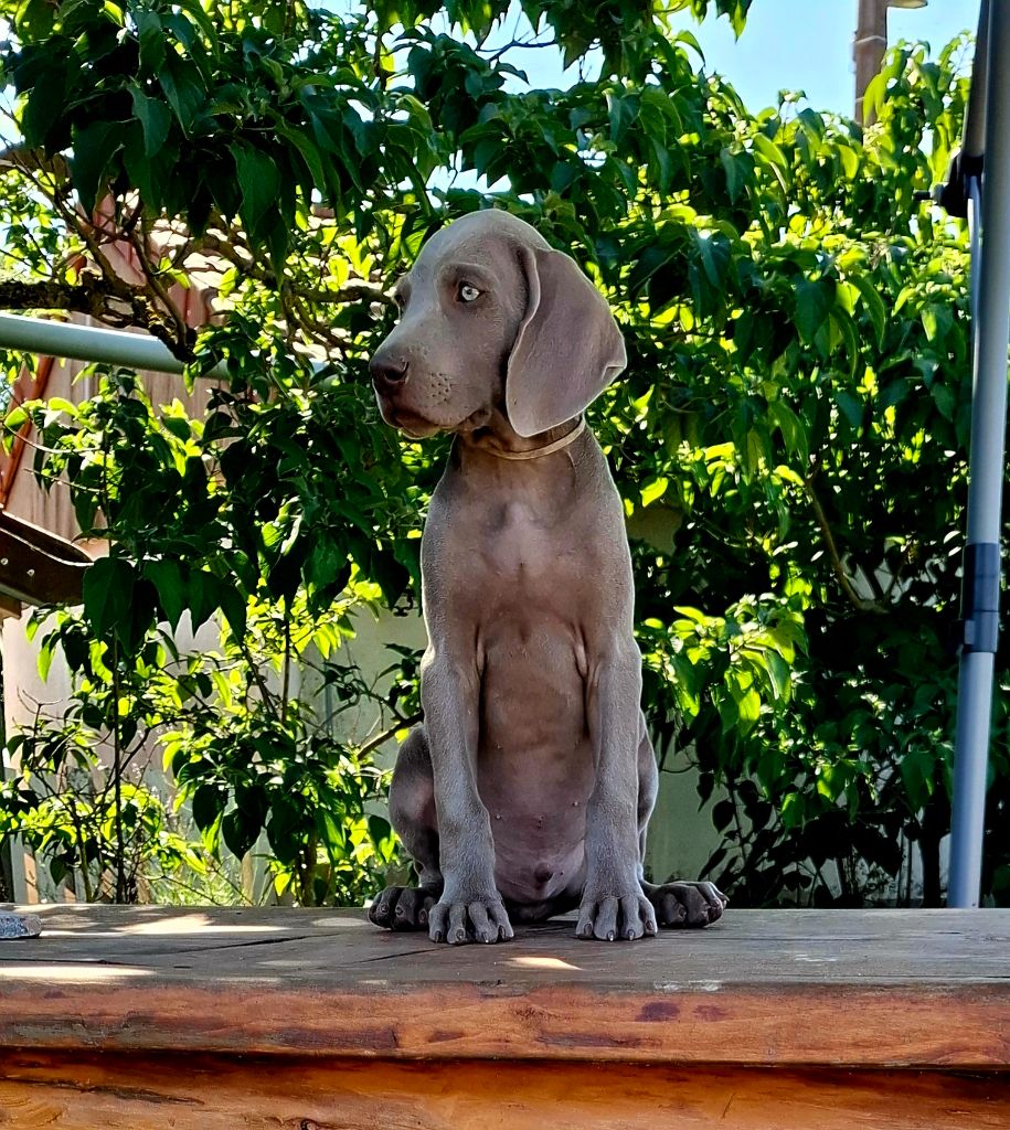 Du Cercle De Léma - Chiots disponibles - Braque de Weimar