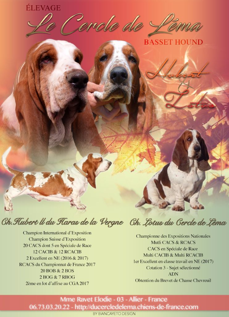 Du Cercle De Léma - Basset Hound - Portée née le 21/10/2017