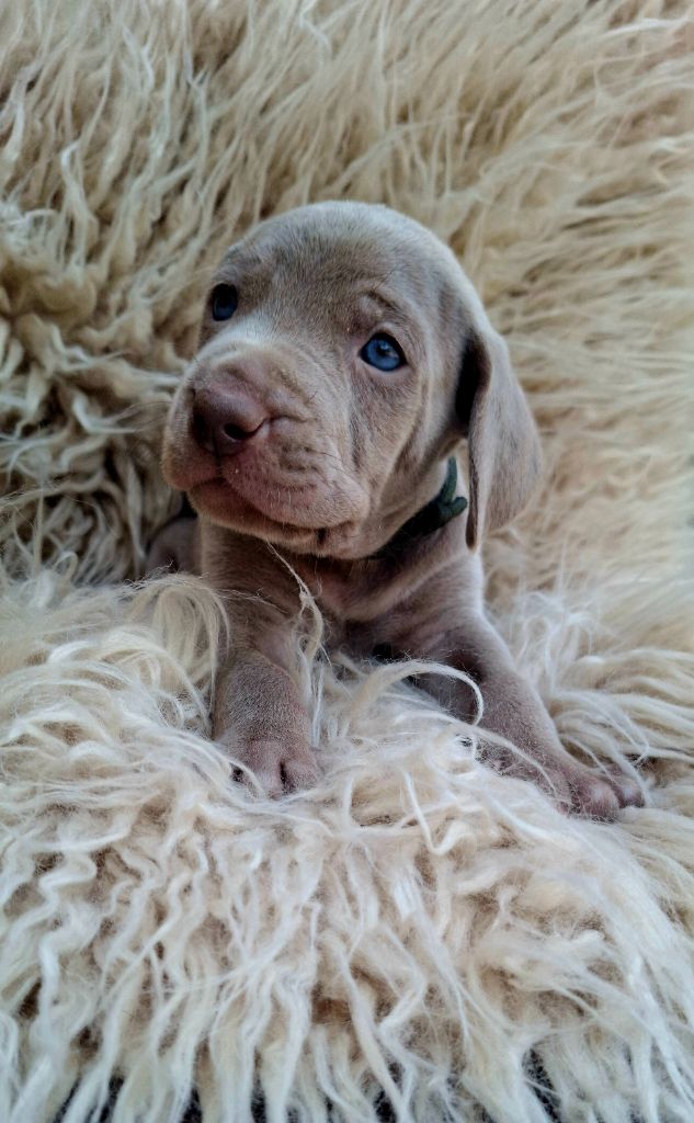 Du Cercle De Léma - Chiots disponibles - Braque de Weimar