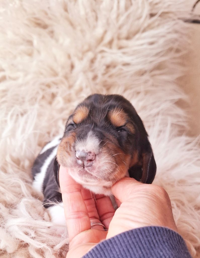 Du Cercle De Léma - Chiots disponibles - Basset Hound
