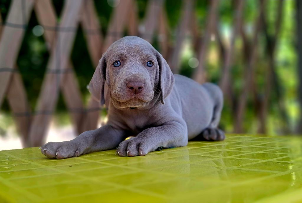 Du Cercle De Léma - Chiots disponibles - Braque de Weimar