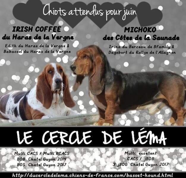 Du Cercle De Léma - Basset Hound - Portée née le 12/06/2018
