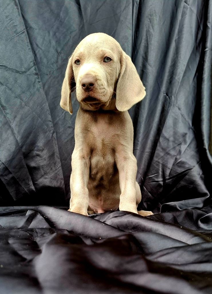 Du Cercle De Léma - Chiots disponibles - Braque de Weimar