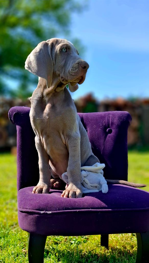 Du Cercle De Léma - Chiots disponibles - Braque de Weimar