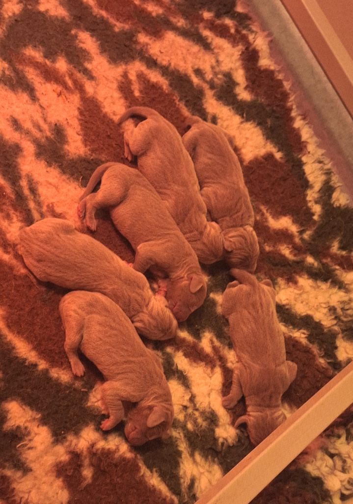 Du Cercle De Léma - Chiots disponibles - Braque de Weimar