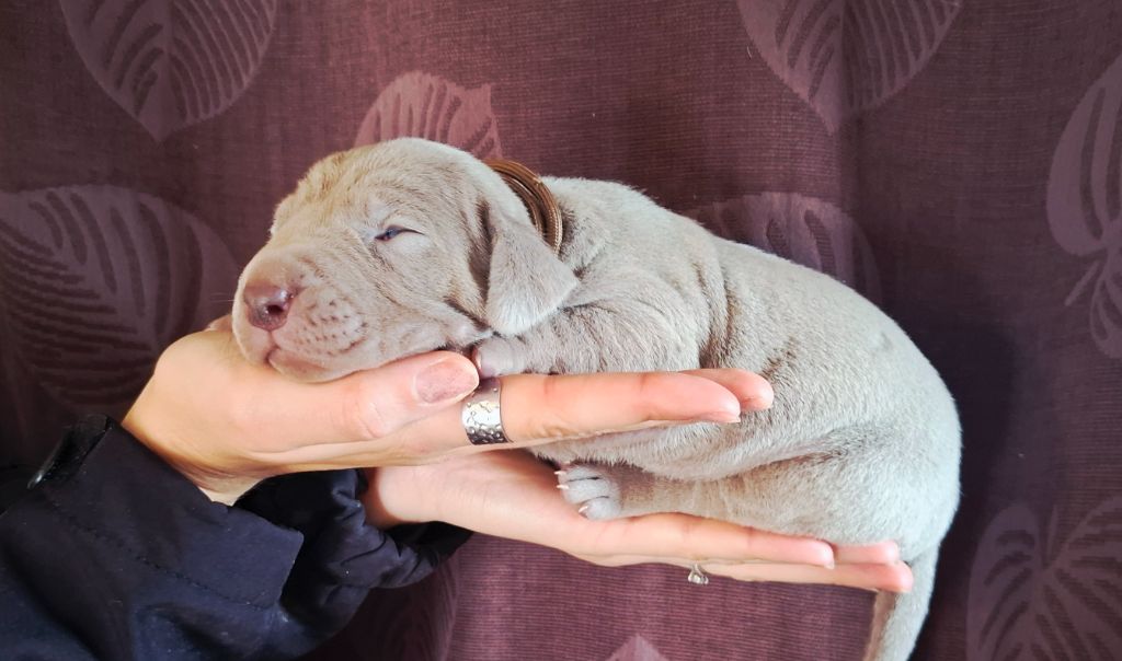 Du Cercle De Léma - Chiots disponibles - Braque de Weimar