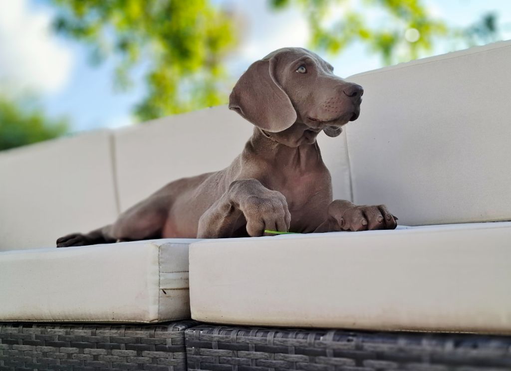 Du Cercle De Léma - Chiots disponibles - Braque de Weimar